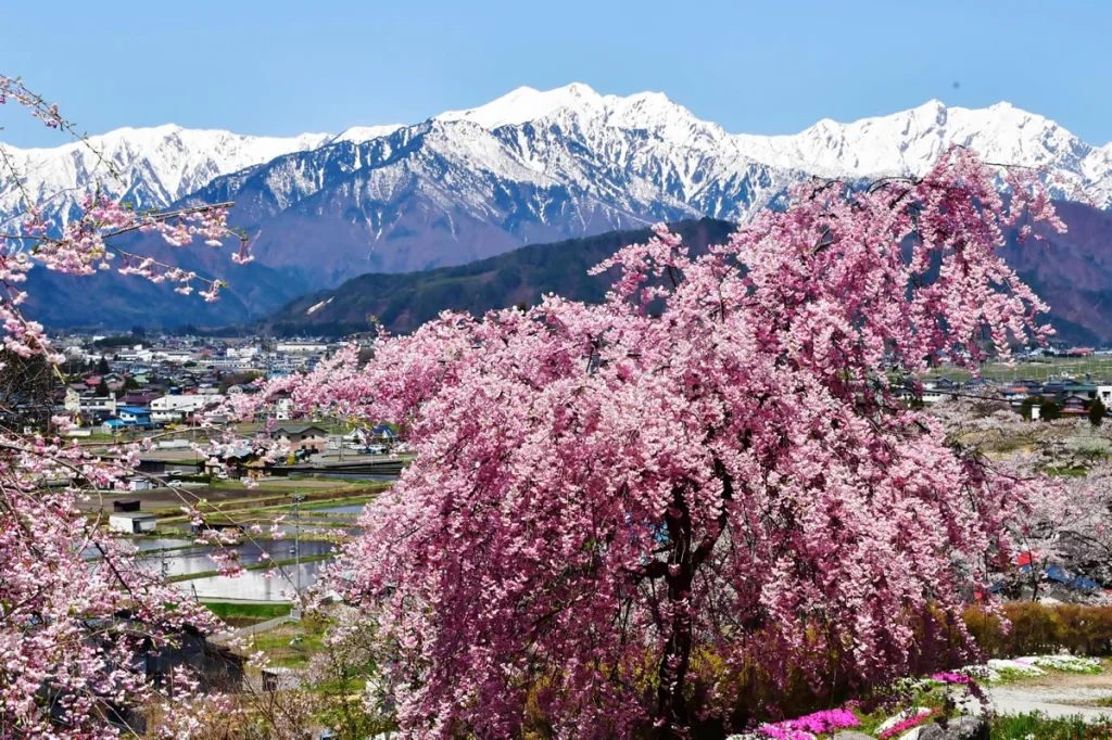 春の白馬村　宮永秀夫