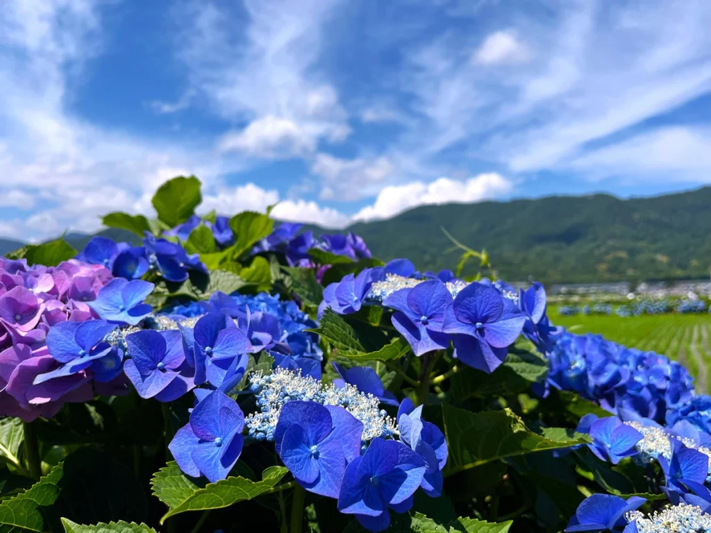 梅雨の晴れ間　阿島美惠子