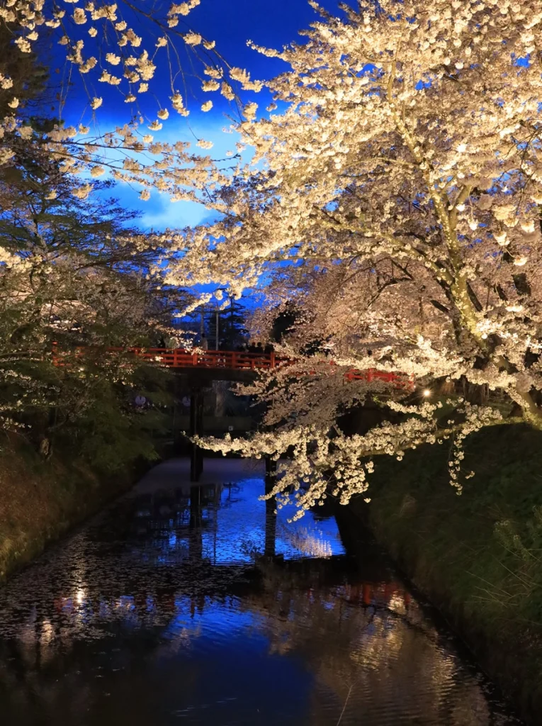 小林博文　水辺の夜桜