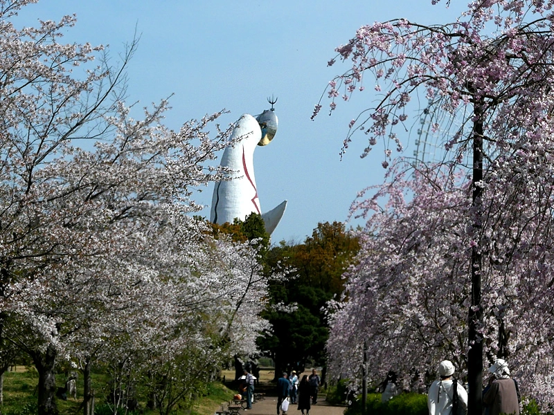 桜満開