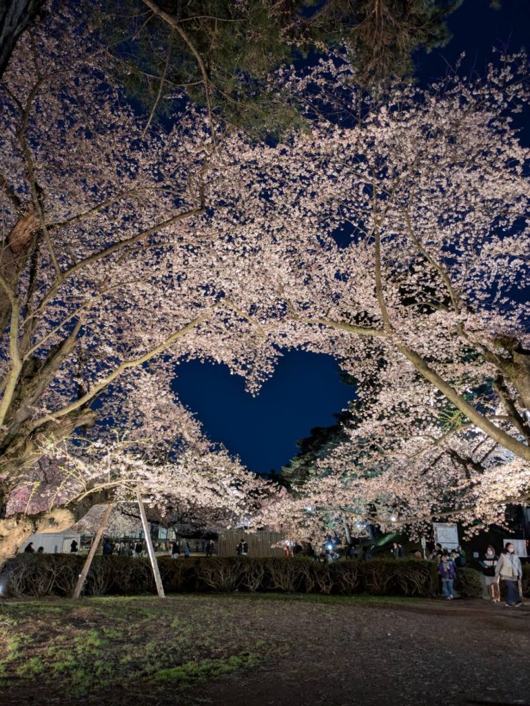 弘前公園ハート桜　大西哲也